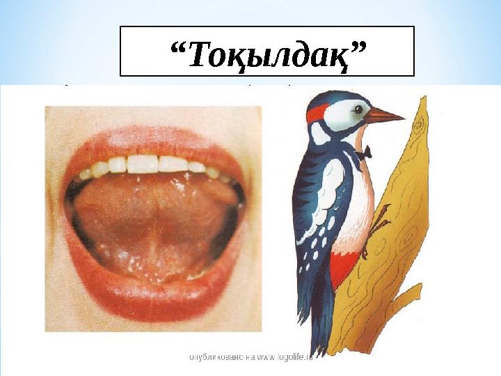 “ Тоқылдақ”