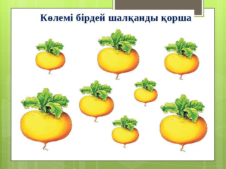 Көлемі бірдей шалқанды қорша