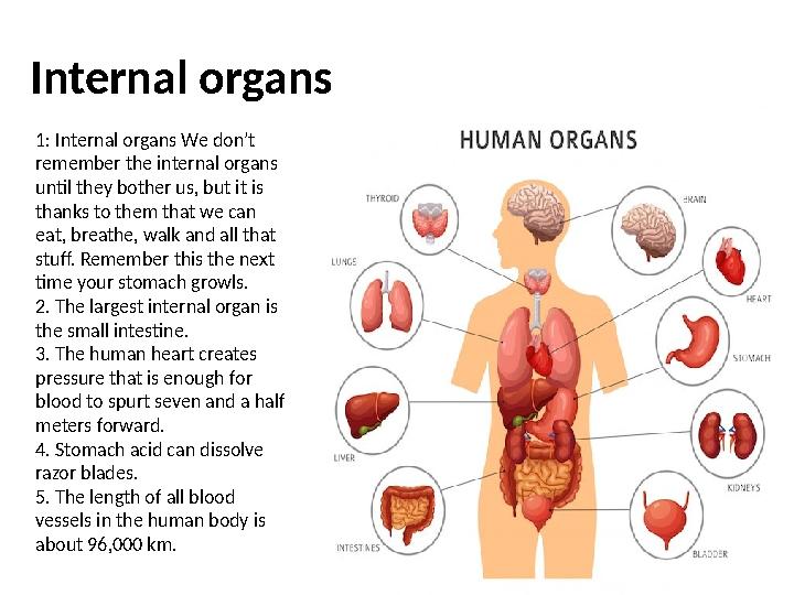 1: Internal organs We don’t remember the internal organs until they bother us, but it is thanks to them that we can eat, bre