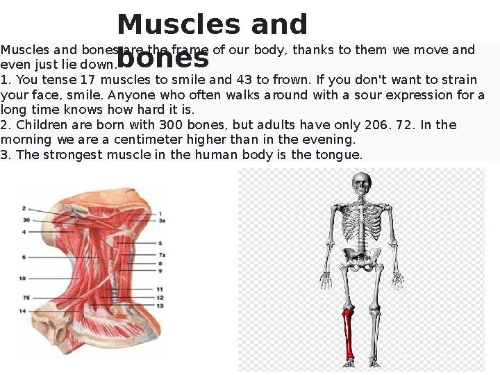 Muscles and bones are the frame of our body, thanks to them we move and even just lie down. 1 . You tense 17 muscles to smile