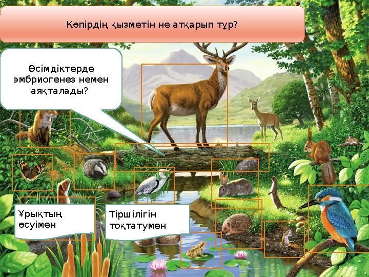 Көпірдің қызметін не атқарып тұр? Өсімдіктерде эмбриогенез немен аяқталады? Ұрықтың өсуімен Тіршілігін тоқтатумен