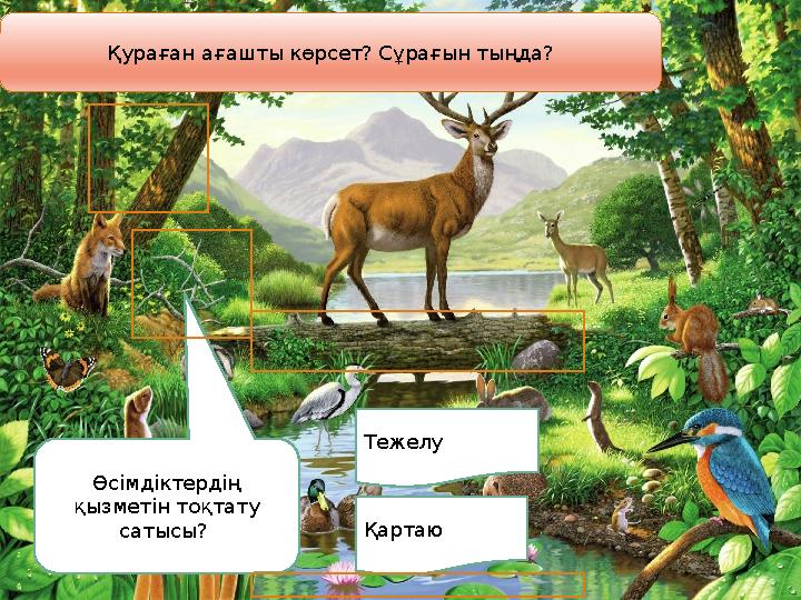 Қураған ағашты көрсет? Сұрағын тыңда? Өсімдіктердің қызметін тоқтату сатысы? Қартаю Тежелу