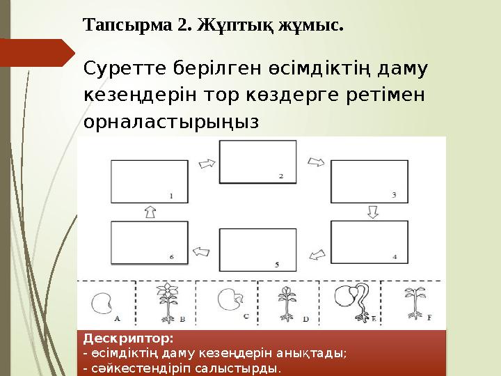 Суретте берілген өсімдіктің даму кезеңдерін тор көздерге ретімен орналастырыңызТапсырма 2. Жұптық жұмыс. Дескриптор: - өсі