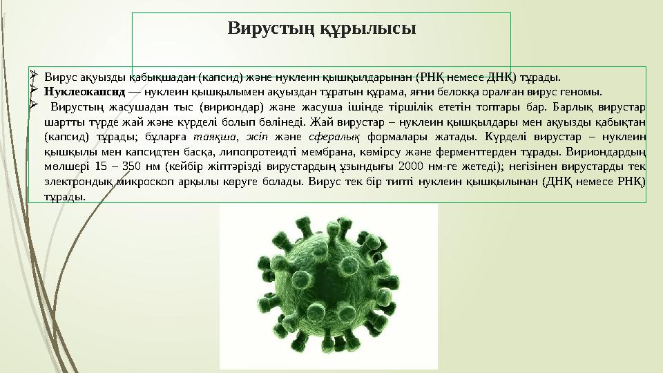 Вирустың құрылысы  Вирус ақуызды қабықшадан ( капсид ) және нуклеин қышқылдарынан (РНҚ немесе ДНҚ) тұрады.  Нуклеокапсид —