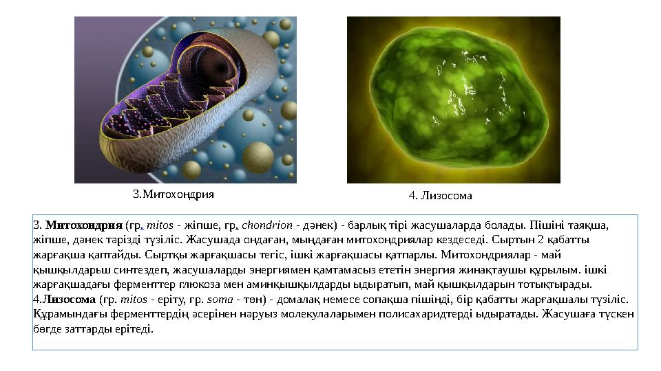 3. Митохондрия (гр . mitos - жіпше, гр . chondrion - дәнек) - барлық тірі жасушаларда болады. Пішіні таяқша, жіпше, д