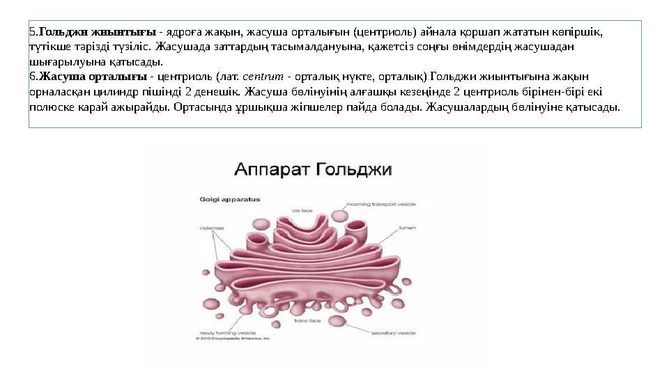 5. Гольджи жиынтығы - ядроға жақын, жасуша орталығын (центриоль) айнала қоршап жататын көпіршік, түтікше тәрізді түзіліс. Жасу