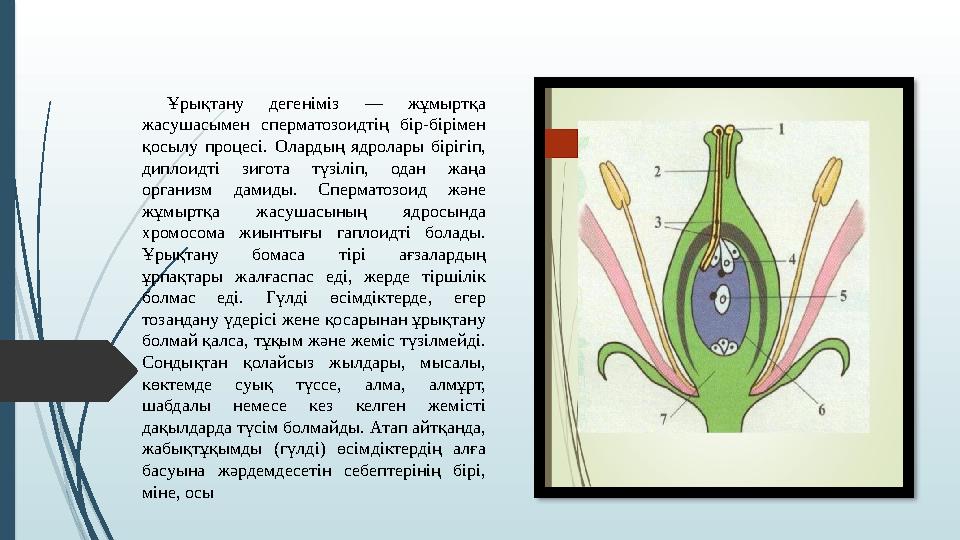 Секс және эротика Кама Сутра Ауызша жыныстық қатынас кезінде жұту немесе жұтпау
