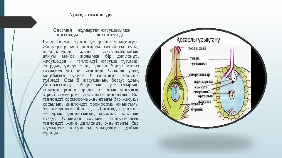 Ұрықтанған кезде: Спермий + жұмыртқа жасушасымен қосылады зигота түзеді . Гүлді өсімдіктердің қосарлана