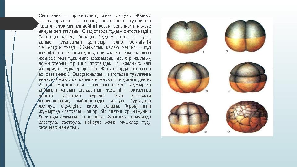 Онтогенез – организмнің жеке дамуы. Жыныс клеткаларының қосылып, зиготаның түзілуінен тіршілігі тоқтағанға дейінгі