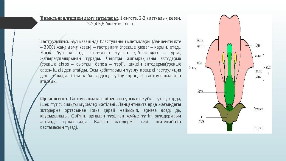 Ұрықтың алғашқы даму сатылары . 1-зигота, 2-2 клеткалық кезең, 3-3,4,5,6 бластомерлер. Гаструляция. Бұл кезеңінде бластуланы