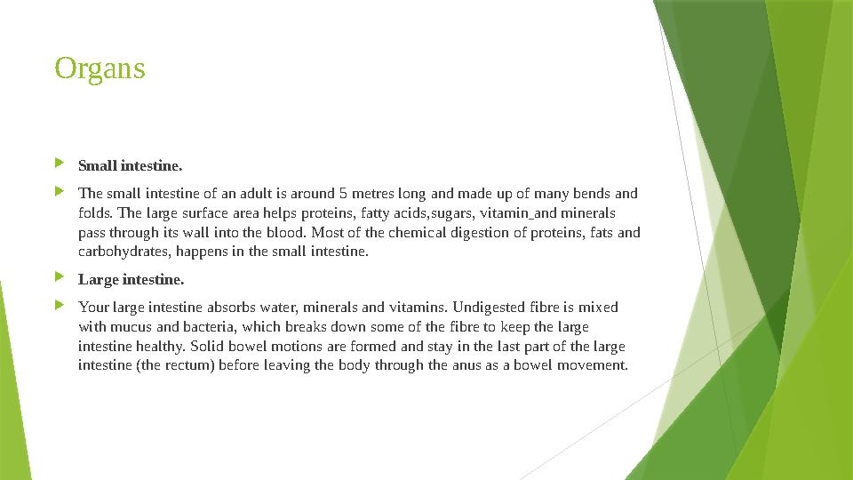 Organs  Small intestine.  The small intestine of an adult is around 5 metres long and made up of many bends and folds. The la