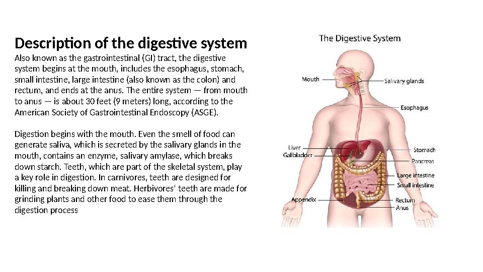 Description of the digestive system Also known as the gastrointestinal (GI) tract, the digestive system begins at the mouth, in