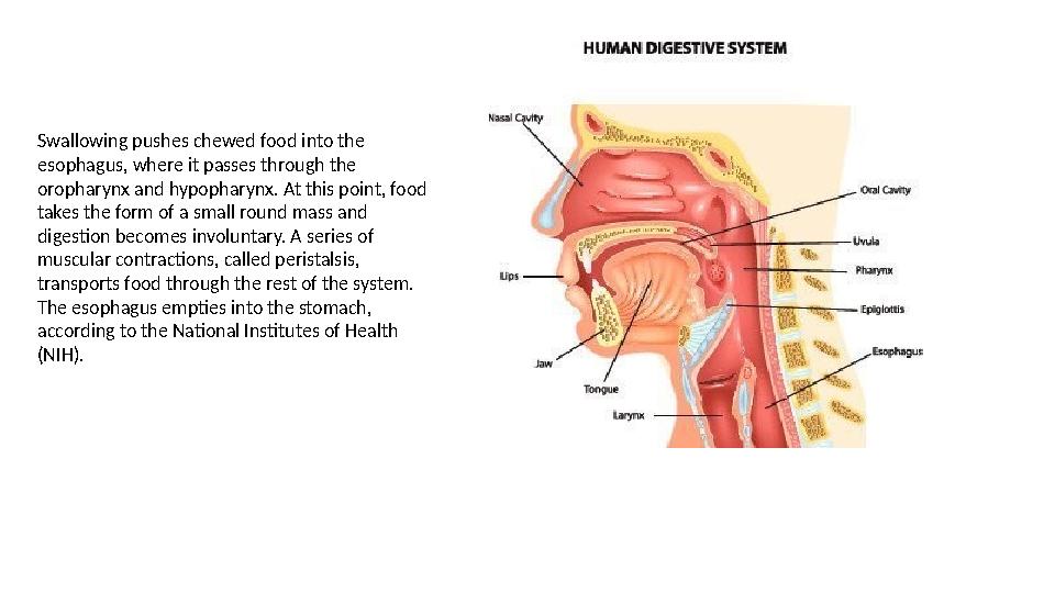 Swallowing pushes chewed food into the esophagus, where it passes through the oropharynx and hypopharynx. At this point, food