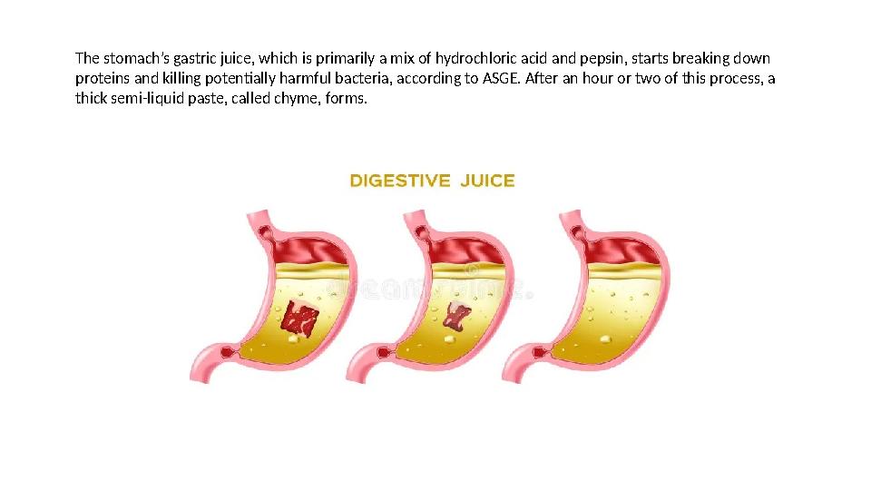The stomach’s gastric juice, which is primarily a mix of hydrochloric acid and pepsin, starts breaking down proteins and killin