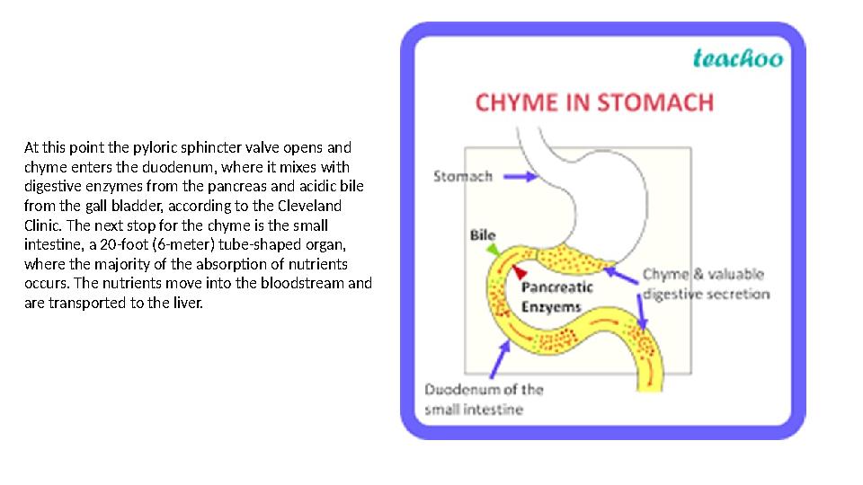 At this point the pyloric sphincter valve opens and chyme enters the duodenum, where it mixes with digestive enzymes from the