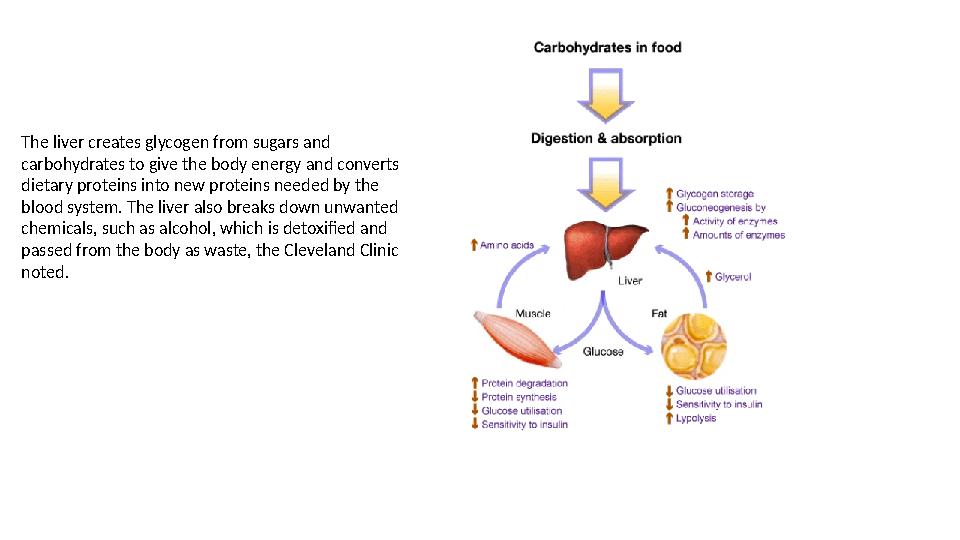 The liver creates glycogen from sugars and carbohydrates to give the body energy and converts dietary proteins into new protei