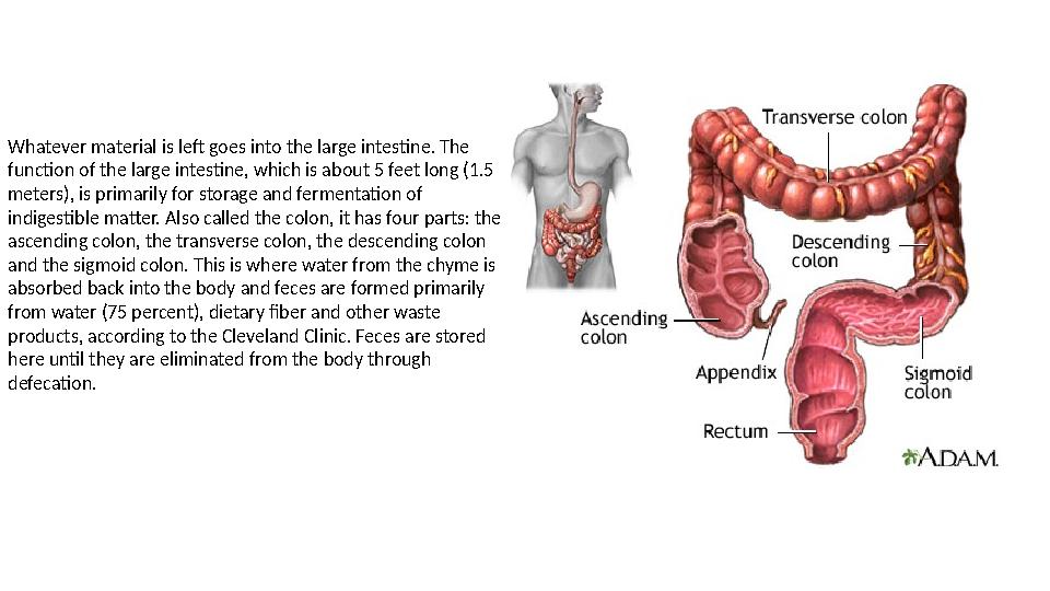 Whatever material is left goes into the large intestine. The function of the large intestine, which is about 5 feet long (1.5