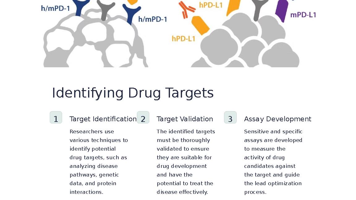 Identifying Drug Targets 1 Target Identification Researchers use various techniques to identify potential drug targets, such