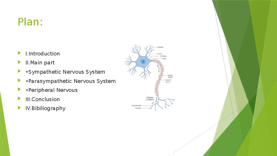 Plan:  I.Introduction  II.Main part  • Sympathetic Nervous System  • Parasympathetic Nervous System  • Peripheral Nervo
