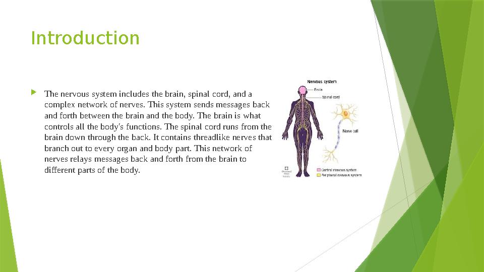 Introduction  The nervous system includes the brain, spinal cord, and a complex network of nerves. This system sends messages