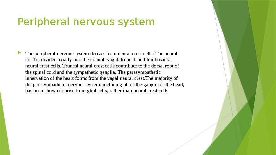 Peripheral nervous system  The peripheral nervous system derives from neural crest cells. The neural crest is divided axially