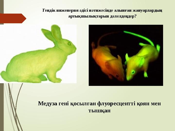 Гендік инженерия әдісі нәтижесінде алынған жануарлардың артықшылықтарын дәлелдеңдер? Медуза гені қосылған флуоресцентті қоян ме