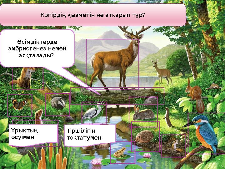 Көпірдің қызметін не атқарып тұр? Өсімдіктерде эмбриогенез немен аяқталады? Ұрықтың өсуімен Тіршілігін тоқтатумен