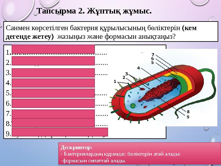 Санмен көрсетілген бактерия құрылысының бөліктерін (кем дегенде жетеу) жазыңыз және формасын анықтаңыз?Тапсырма 2. Жұптық жұ