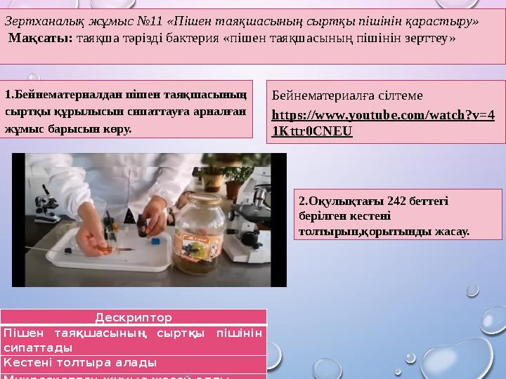 Зертханалық жұмыс №11 «Пішен таяқшасының сыртқы пішінін қарастыру» Мақсаты: таяқша тәрізді бактерия «пішен таяқшасының пішіні