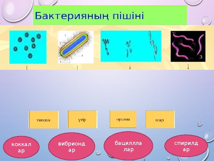 коккал ар бациллла ларвибрионд ар спирилд ар