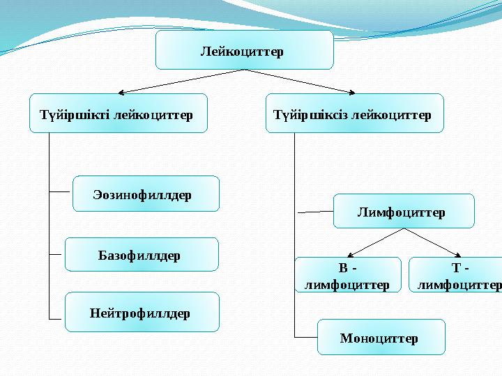 Лейкоциттер Түйіршіксіз лейкоциттер Эозинофиллдер Түйіршікті лейкоциттер Базофиллдер Нейтрофиллдер Лимфоциттер Т - лимфо