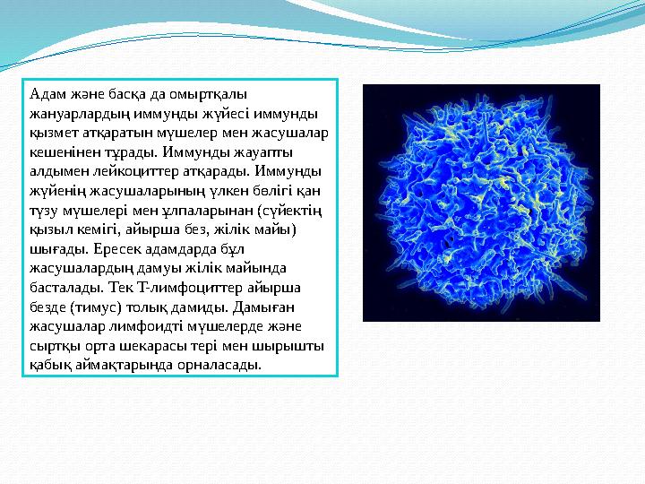 Адам және басқа да омыртқалы жануарлардың иммунды жүйесі иммунды қызмет атқаратын мүшелер мен жасушалар кешенінен тұрады. Имм