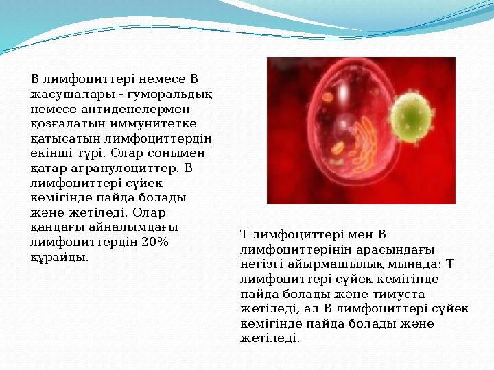 В лимфоциттері немесе В жасушалары - гуморальдық немесе антиденелермен қозғалатын иммунитетке қатысатын лимфоциттердің екін