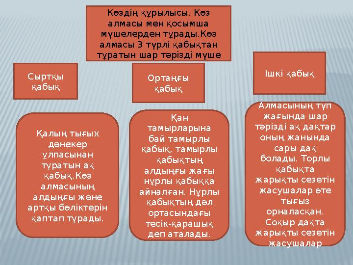 Көздің құрылысы. Көз алмасы мен қосымша мүшелерден тұрады.Көз алмасы 3 түрлі қабықтан тұратын шар тәрізді мүше Сыртқы қабық