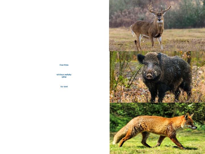 Deer -бұғы wild boar -жабайы қабан fox -түлкі