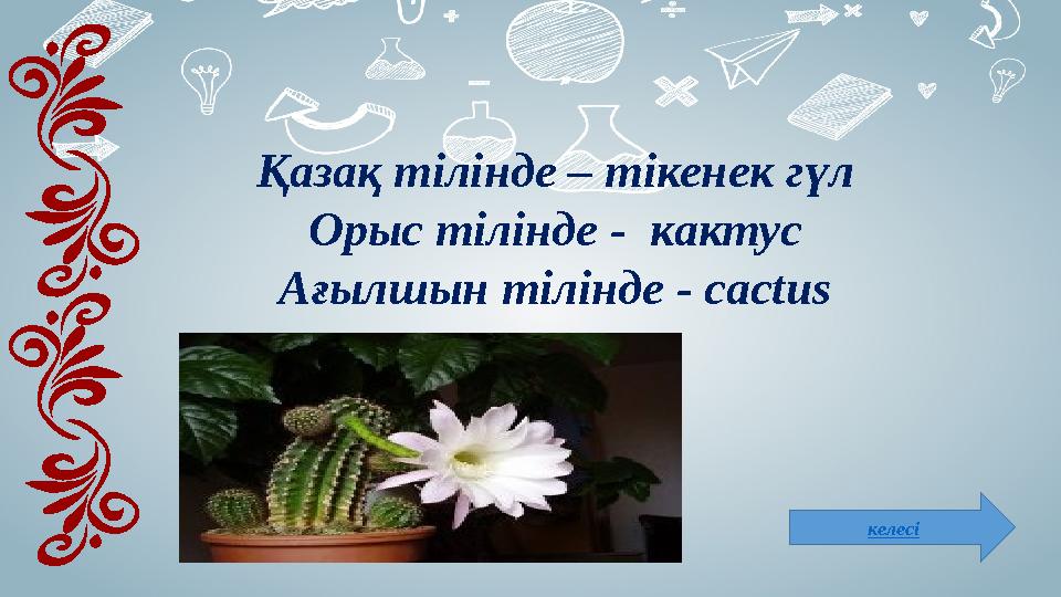 келесіҚазақ тілінде – тікенек гүл Орыс тілінде - кактус Ағылшын тілінде - cactus