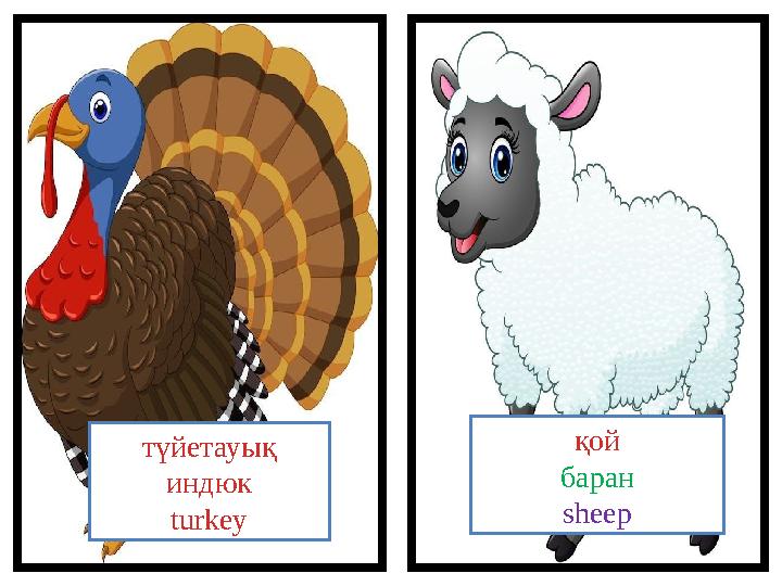 түйетауық индюк turkey қой баран sheep