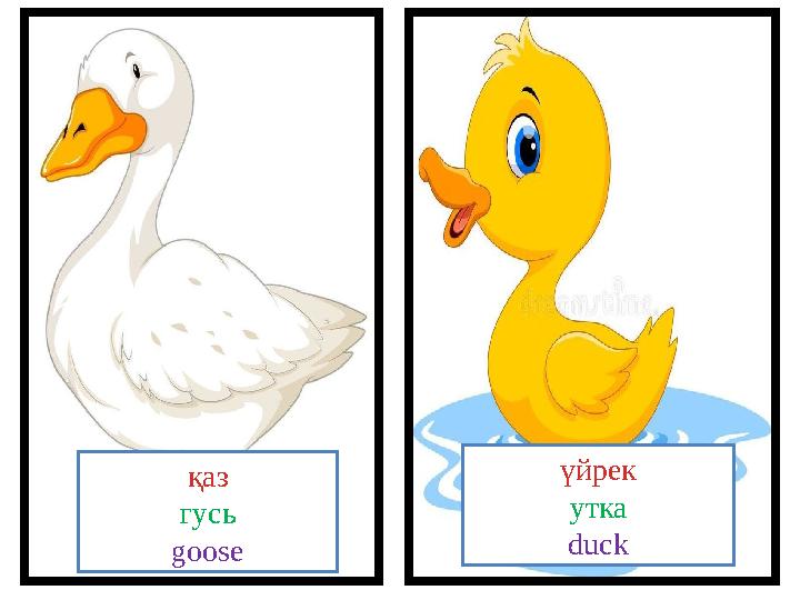 қаз гусь goose үйрек утка duck