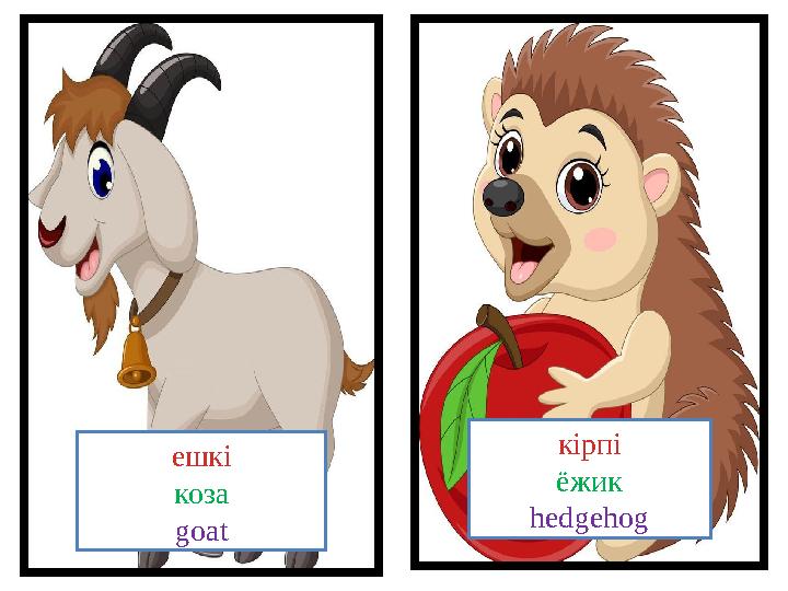 кірпі ёжик hedgehogешкі коза goat