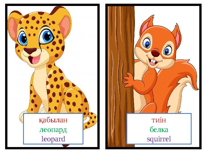 қабылан леопард leopard тиін белка squirrel