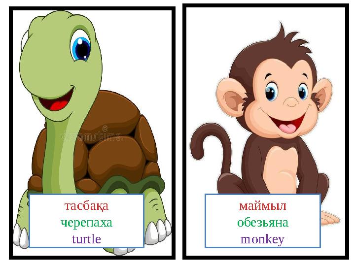 маймыл обезьяна monkeyтасбақа черепаха turtle