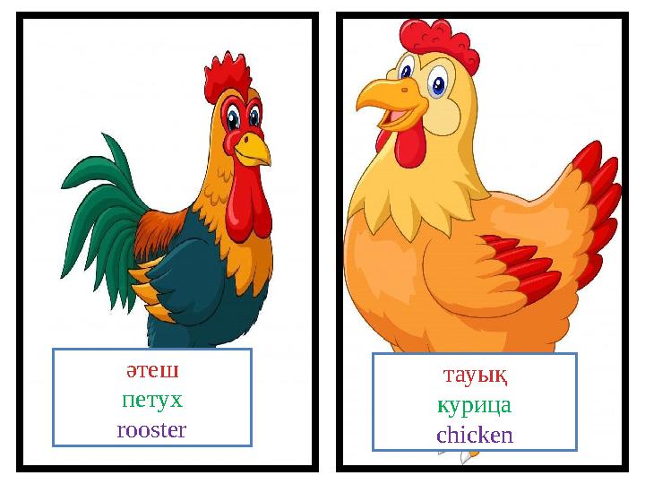 тауық курица chickenәтеш петух rooster