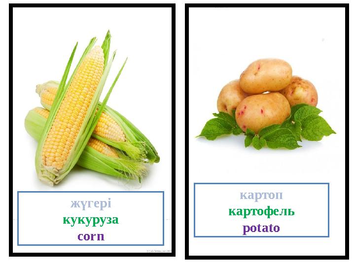 жүгері кукуруза corn картоп картофель potato