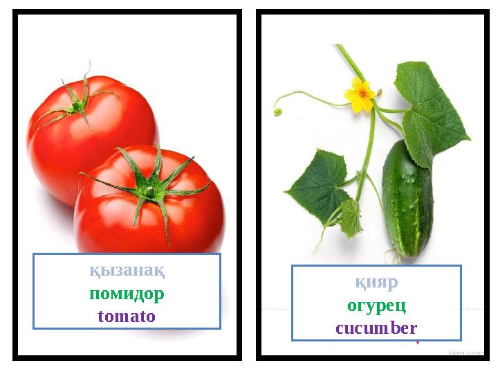 қияр огурец cucumberқызанақ помидор tomato