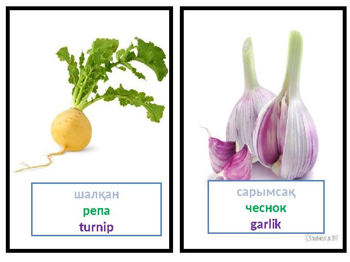 шалқан репа turnip c арымсақ чеснок garlik