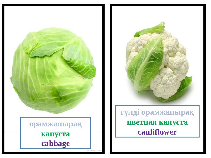 орамжапырақ капуста cabbage гүлді орамжапырақ цветная капуста cauliflower