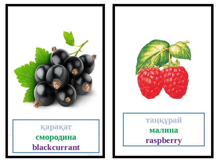 қарақат смородина blackcurrant таңқұрай малина raspberry