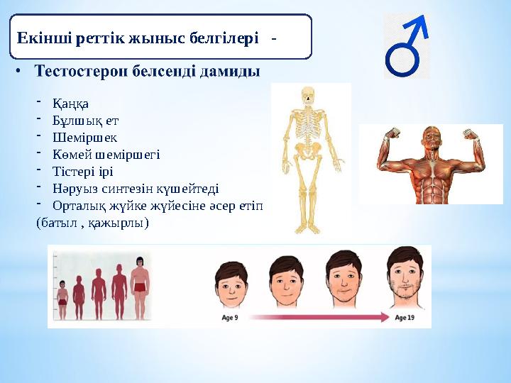 Екінші реттік жыныс белгілері - -Қаңқа -Бұлшық ет -Шеміршек -Көмей шеміршегі -Тістері ірі -Нәруыз синтезін күшейтеді -Ортал