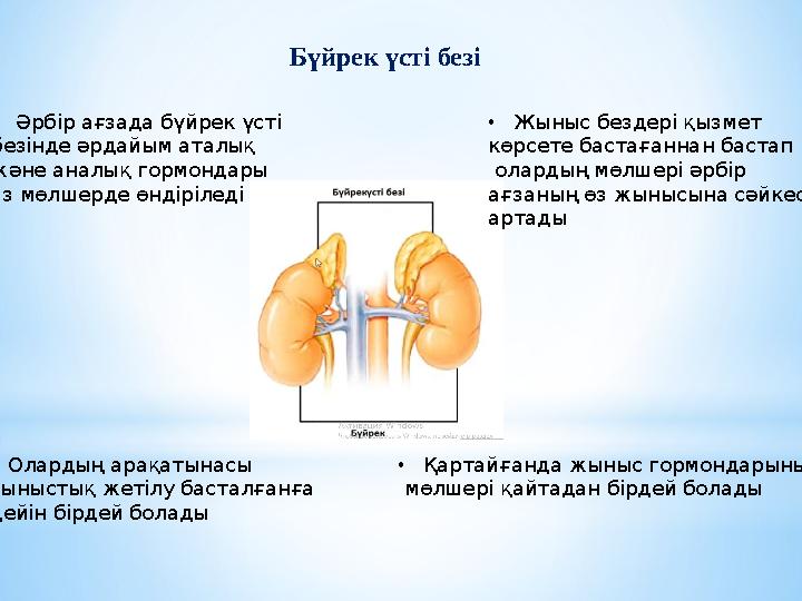 Бүйрек үсті безі •Әрбір ағзада бүйрек үсті безінде әрдайым аталық және аналық гормондары аз мөлшерде өндіріледі •Олардың арақа