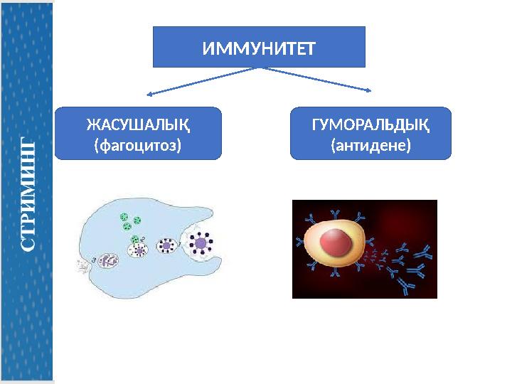 ИММУНИТЕТ ЖАСУШАЛЫҚ (фагоцитоз) ГУМОРАЛЬДЫҚ (антидене)